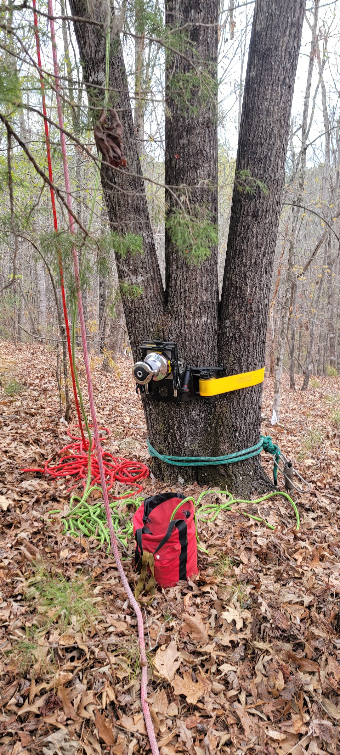 Tree Removal in Seneca, SC – Expert Service by 4 Seasons Lawn Service
